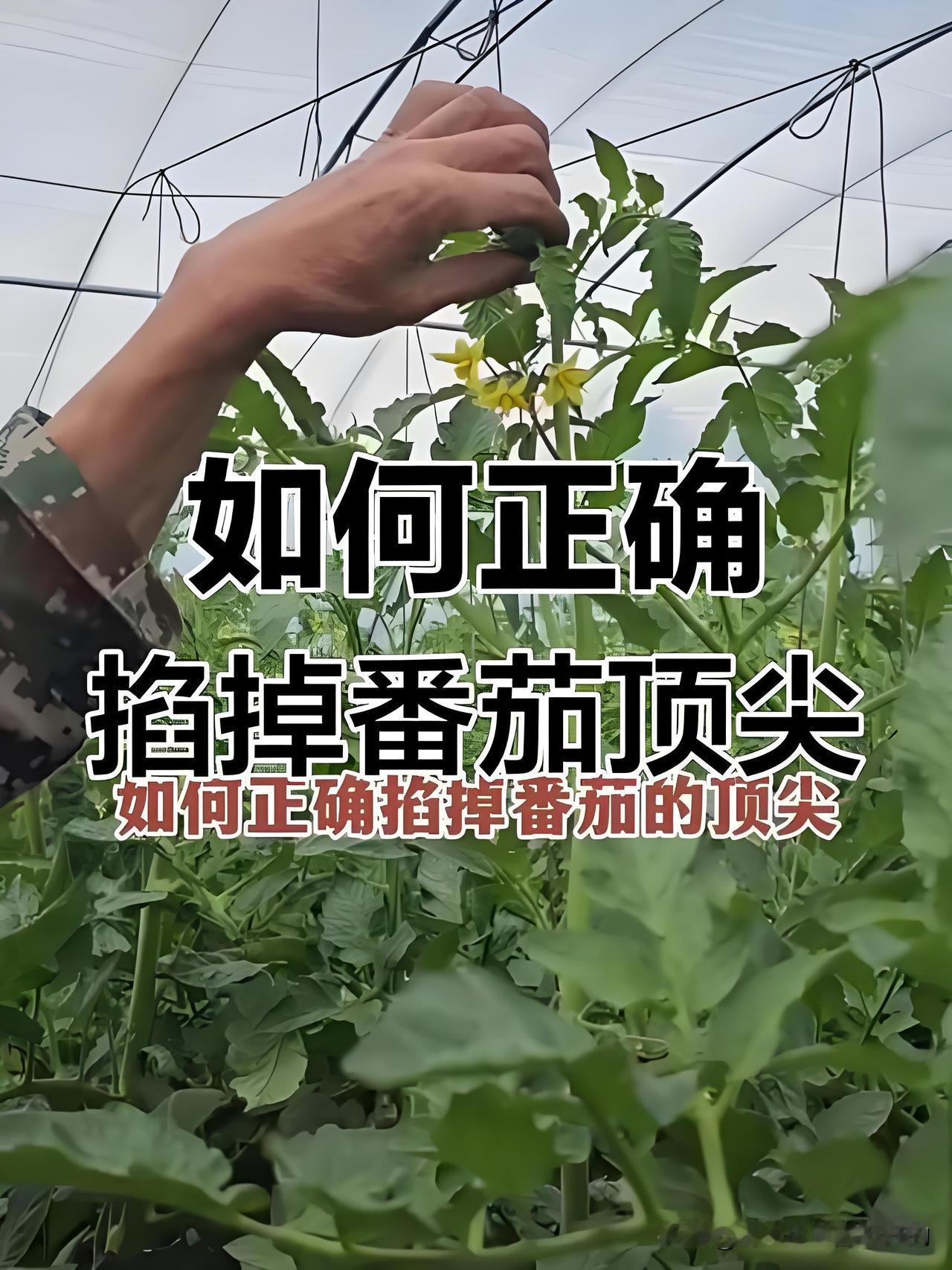 西红柿啥时候打头？看完这篇你就懂了种西红柿的朋友常问：“西红柿到底啥时候打