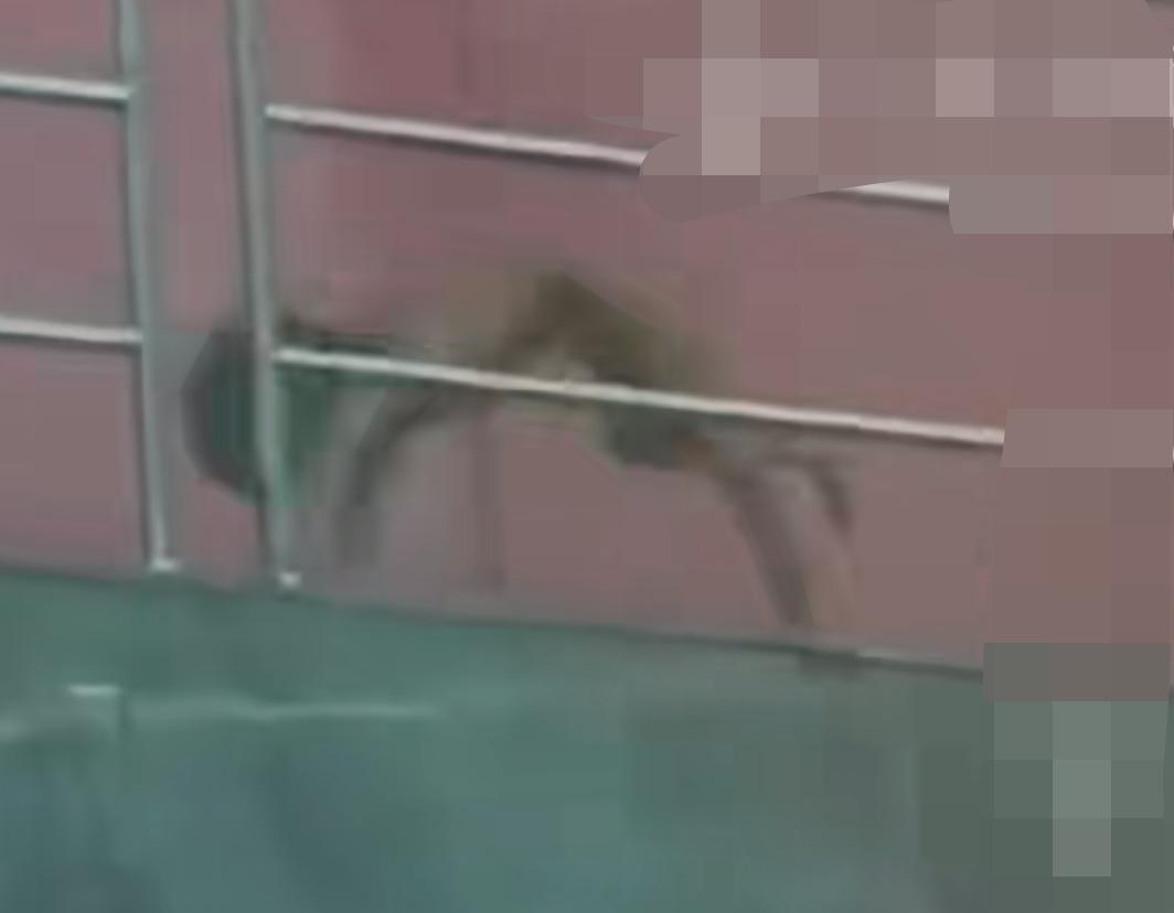 谁看了这小孩父母的情况不愤怒！原以为高速上的“野人”小孩父母没文化，没想到两