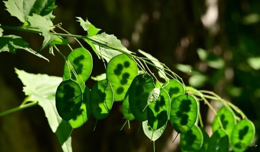 植物的“透视装”🍃银扇草，两年生草本植物，它们的果荚，穿着独特的“透视装”，从