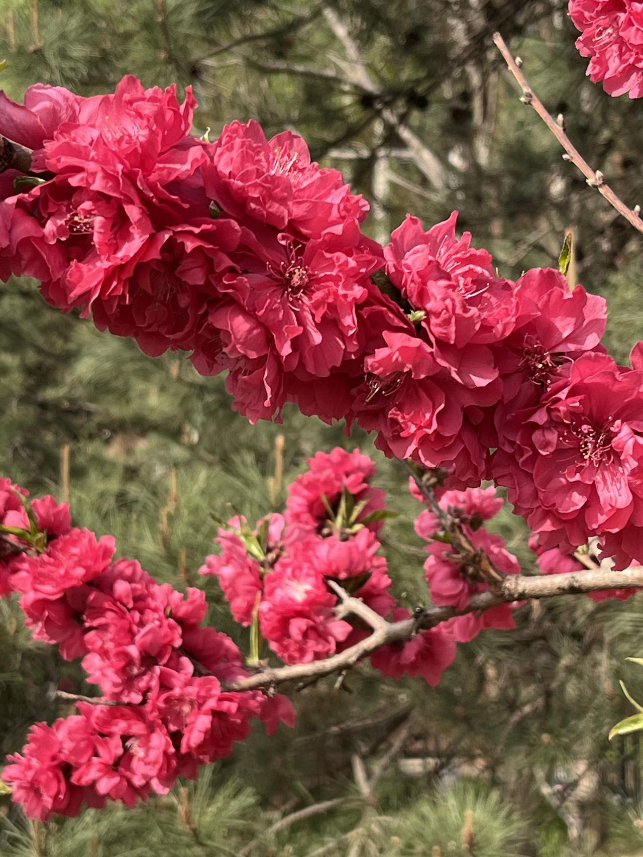 悄悄告诉你当前二手房市场隐藏的几个真相，不看别后悔（26）！。1、有人说唱涨