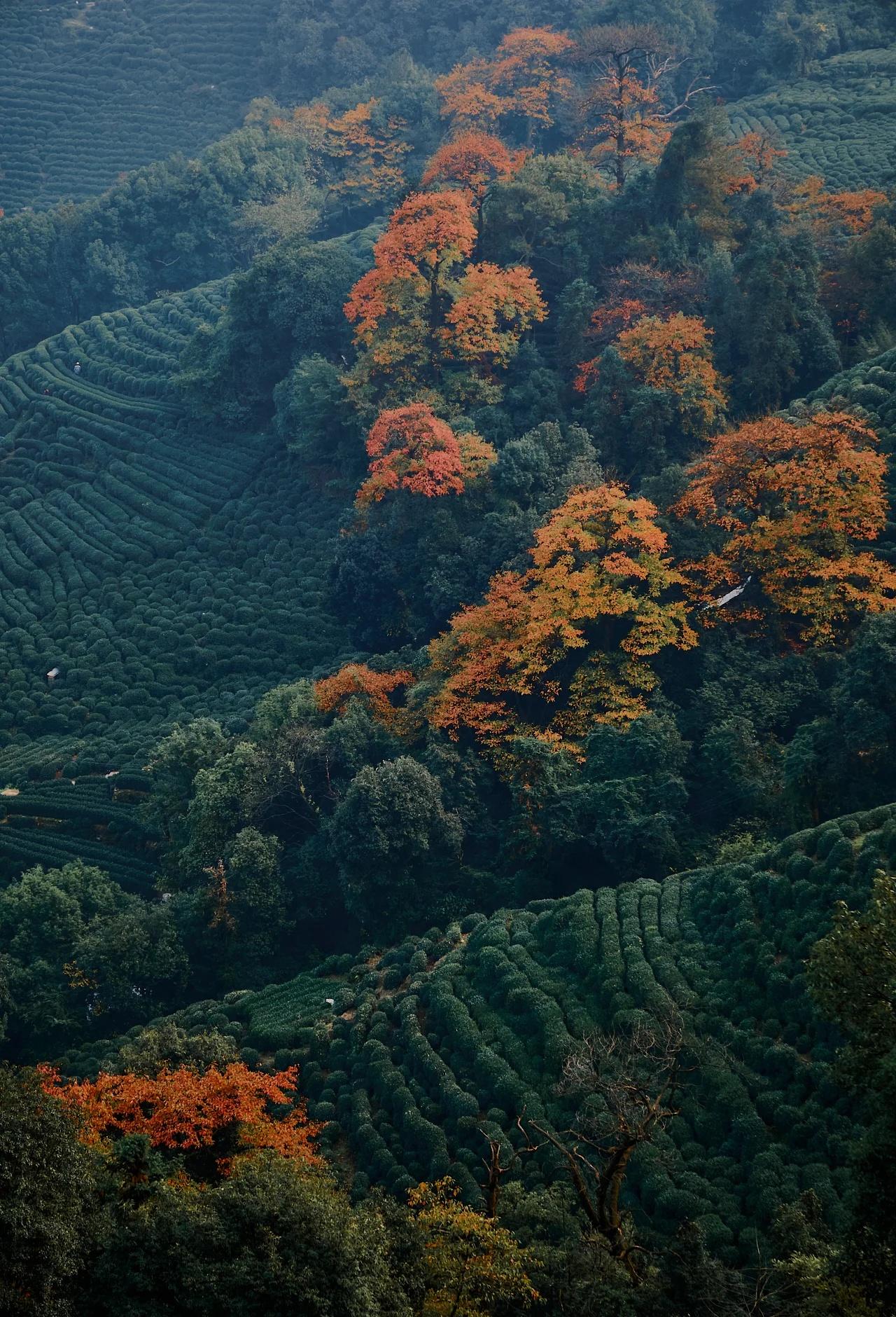 十里琅珰秋天最喜欢的一段路从梵音亭到三岔口俯瞰茶山、村庄与各色树木一些路段