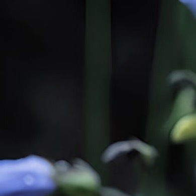 0000紫露草种植1.光照与温度光照：喜明亮散射光，亦耐半阴，宜置于东向或北向