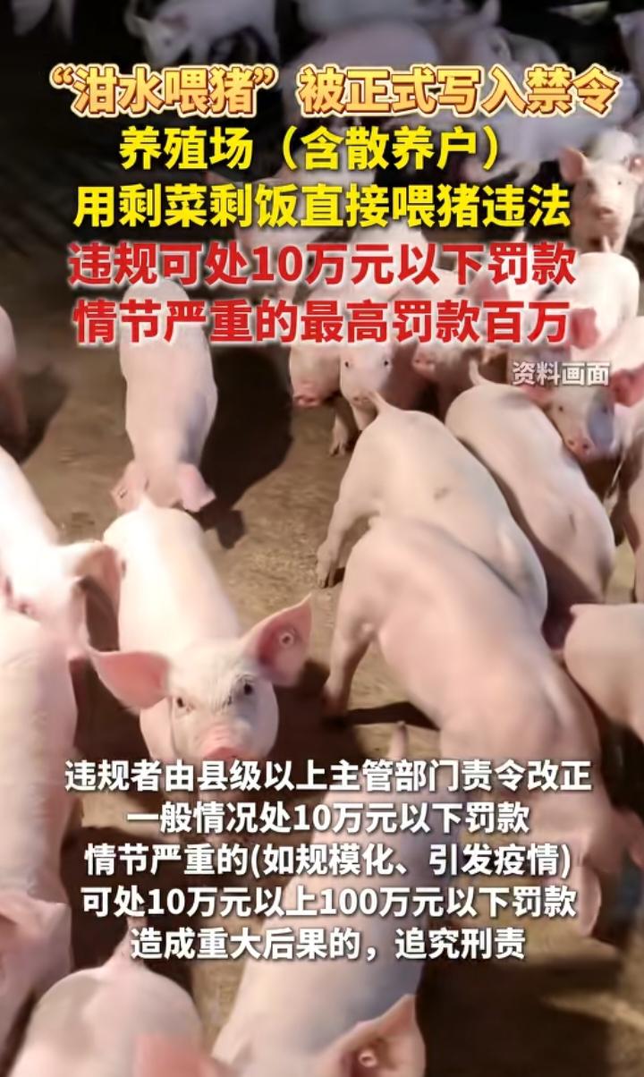 流传几代的老办法作废！泔水直接喂猪写入法律禁令，散养户同样受约束，最高罚100万