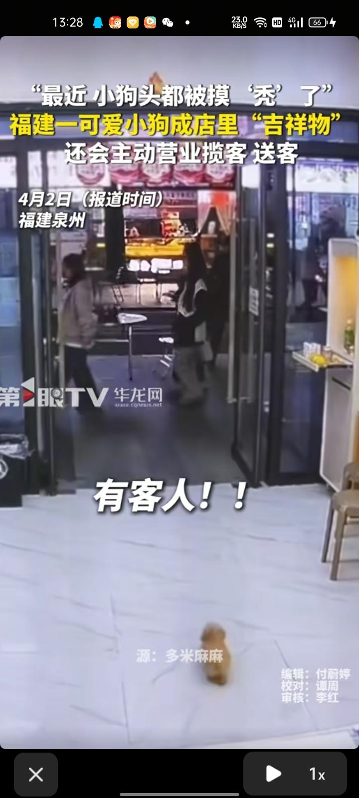 4月2日，福建泉州。店主张女士称，自家狗有三个月大，从小在店里长大，见到客人会习