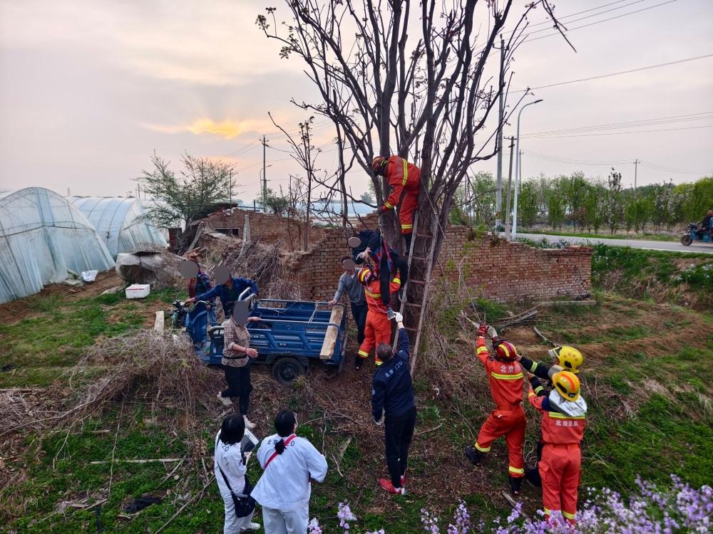 北京顺义一男子半夜馋香椿，偷偷爬树采摘，结果不小心摔下来，腿被卡在3米高的树杈间