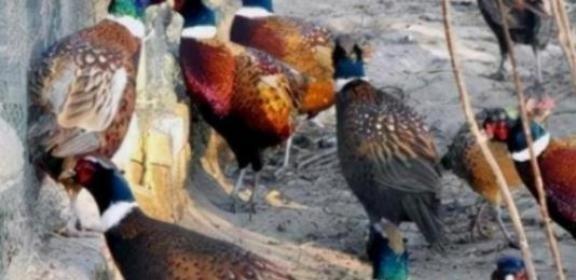 东北野鸡泛滥成灾，为何很少有人吃？当地农民曾直言：“别说吃了，我们甚至都不敢招惹