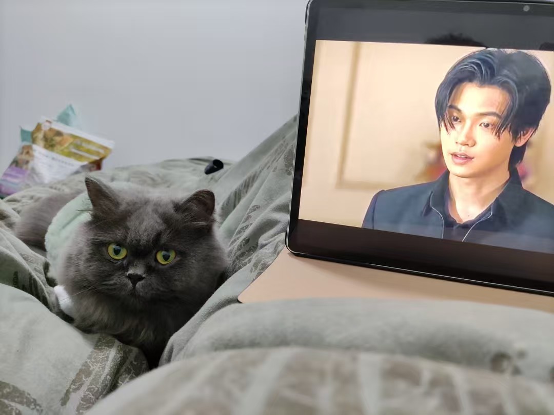 帮朋友发布猫猫领养信息！！成都自提！因为工作变动，万般不舍为5岁的长毛蓝猫妹妹找