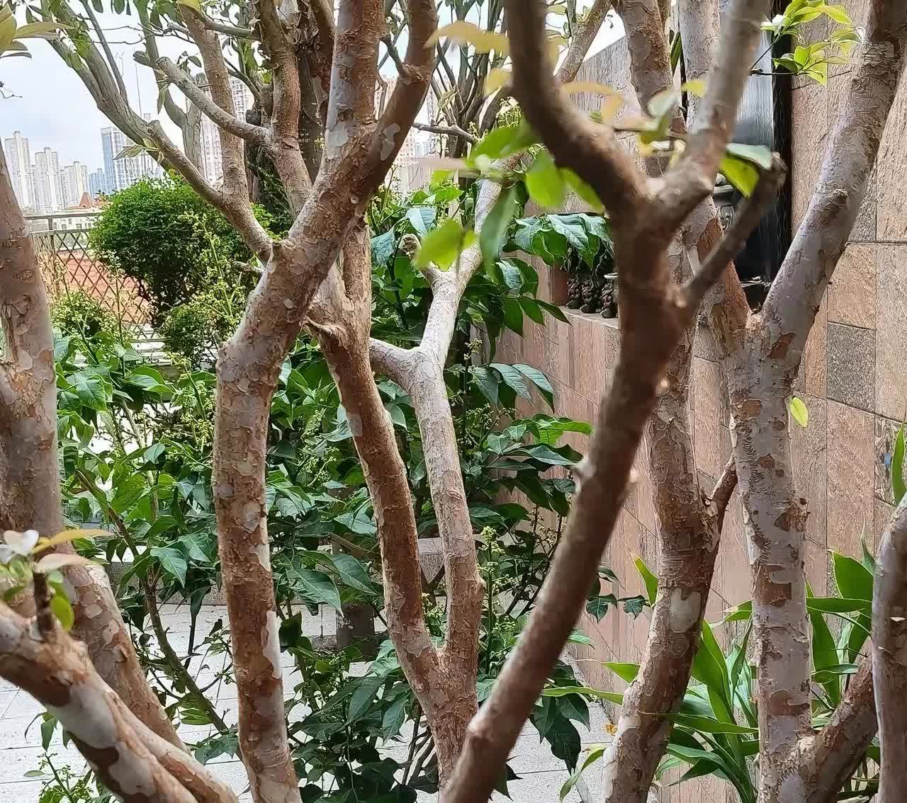 广西桂林，有一名女子7年前在网上购买了一棵嘉宝果树，果苗到货之后，她把这棵果苗栽