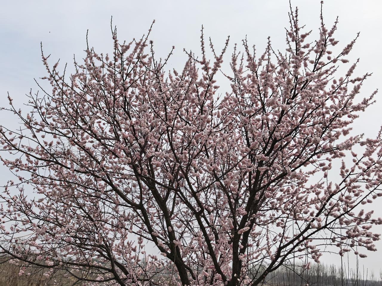 杏树花开[祈祷][祈祷][祈祷]