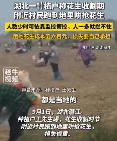 湖北潜江，男子承包了1000多亩花生地，每亩成本是500多元，好不容易到了花生收