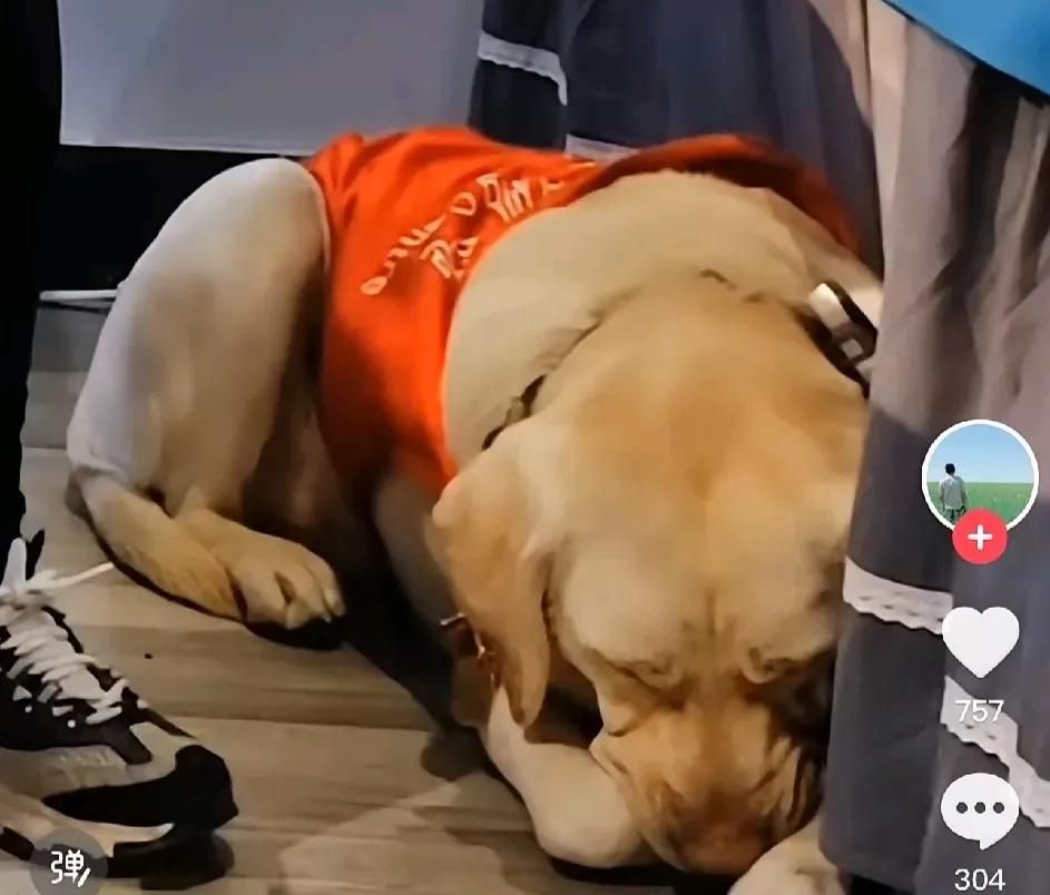导盲犬芬迪仍在按摩店！网友怒了：这是拿着