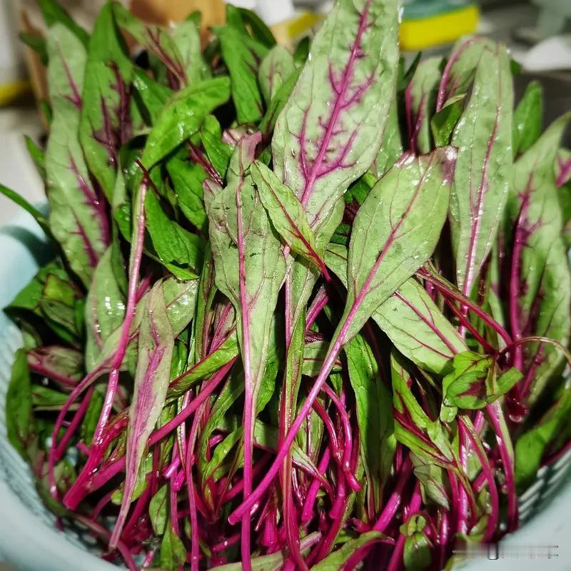 今天是阴天，我以为阴天给菜园里种的红苋菜淋点人尿，谁知上午淋了之后，马上就万里晴