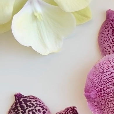 0000胡姬兰种植1.土壤准备：胡姬兰喜疏松透气的环境，推荐使用水苔、树皮和珍