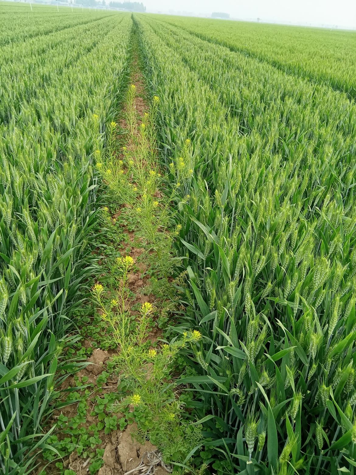 机器除草不如人工本想着用机器除草能省劲儿，结果真是大失所望！还没人工除草除
