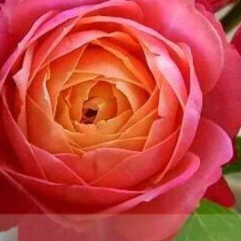 浪漫比克月季种植方法光照：每日≥6小时直射光，缺光易徒长、花色褪色。浇水：见干
