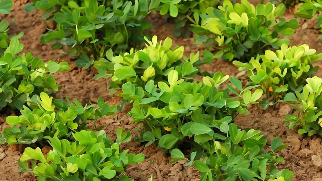 花生种植指南: 几月份播种最佳及高产技巧详解