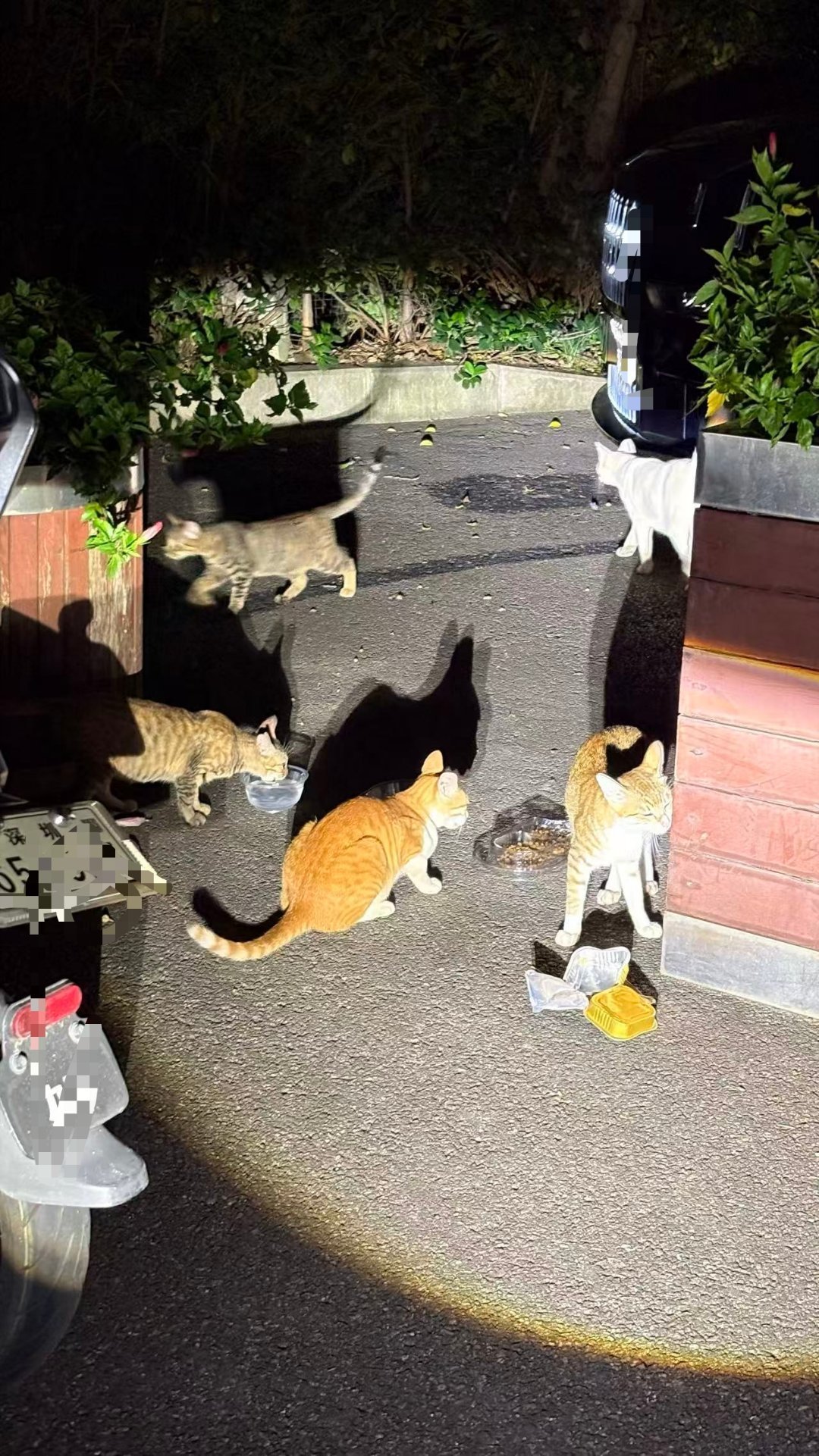 野生仔们还有很多。。流浪猫