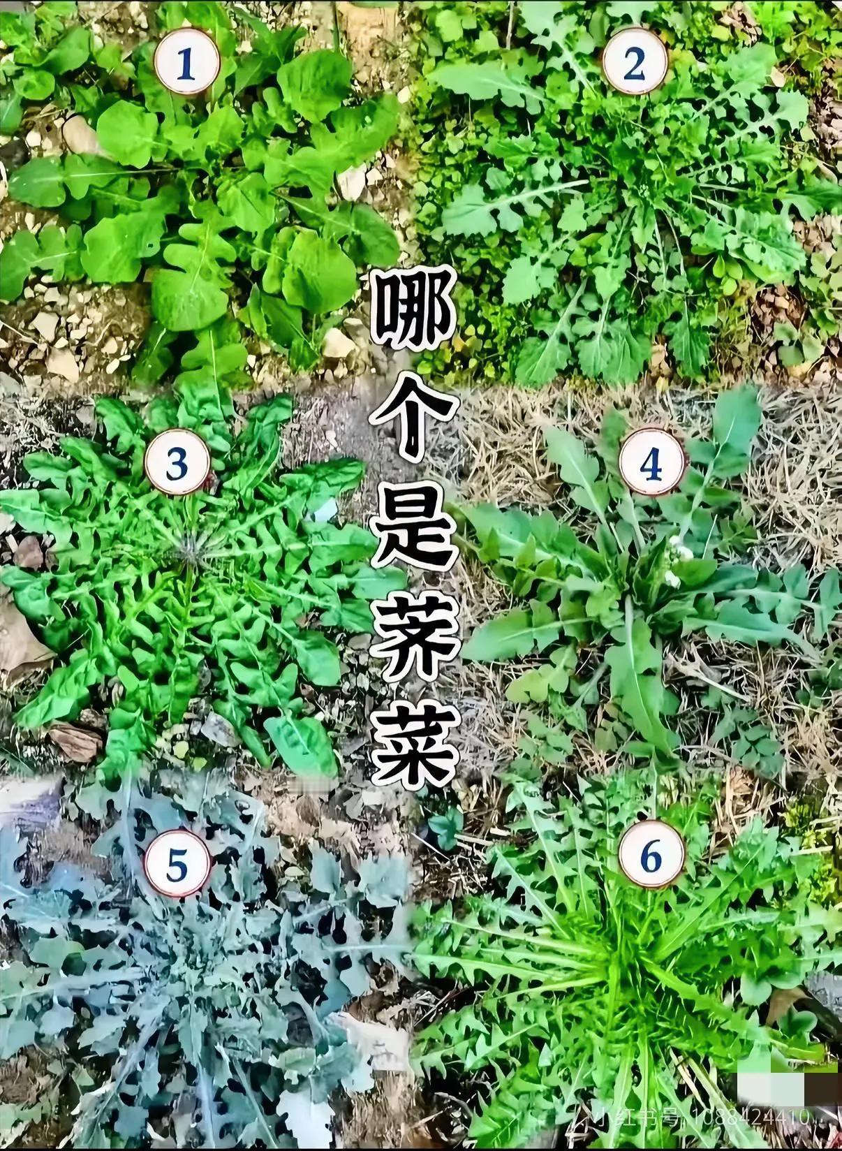 小时候，我经常跟着奶奶去田间地头挖荠菜。那时候，我只知道荠菜包饺子特别好吃，却不