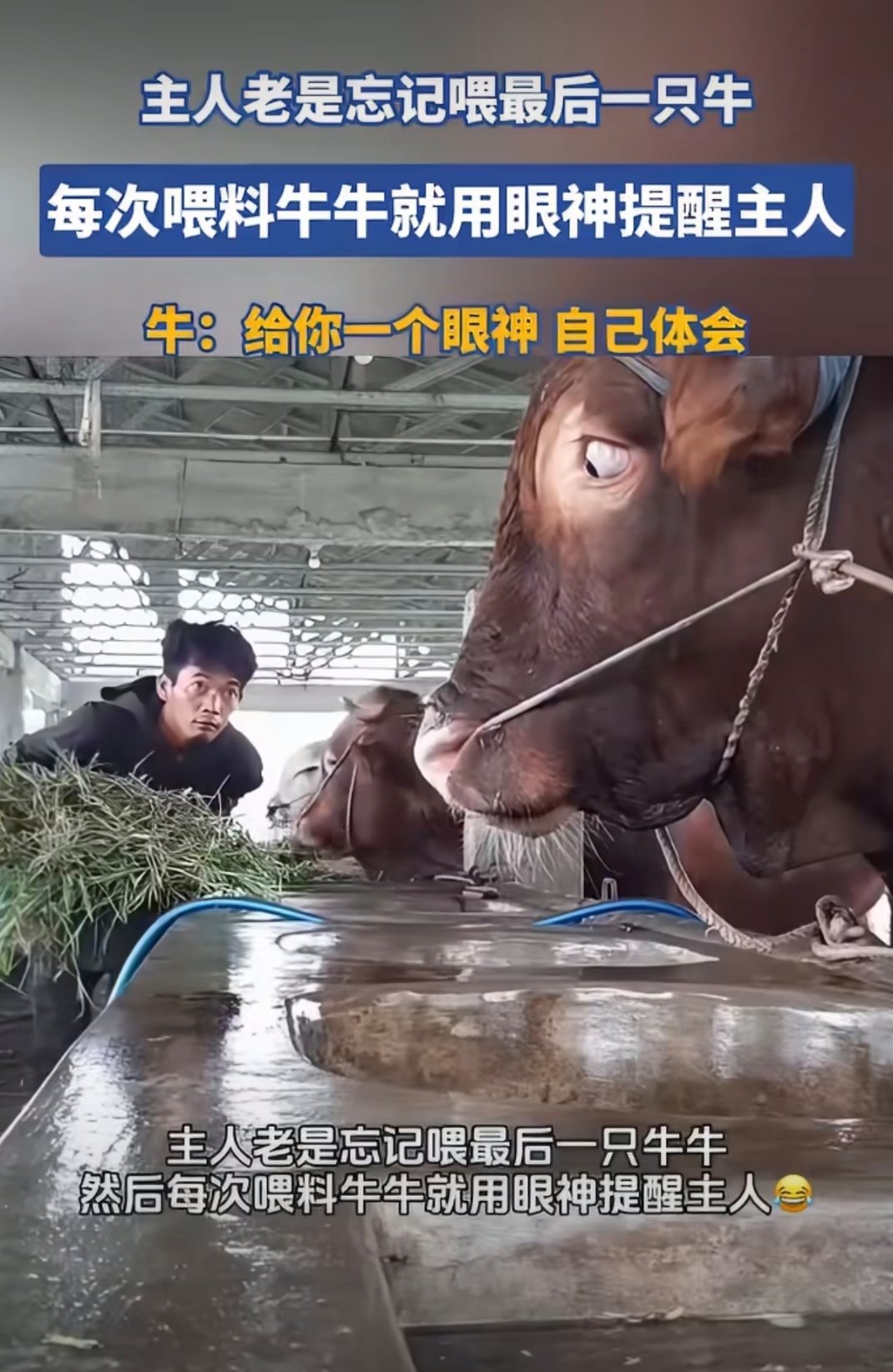 牛:你看你🐴呢，快点上菜​​​