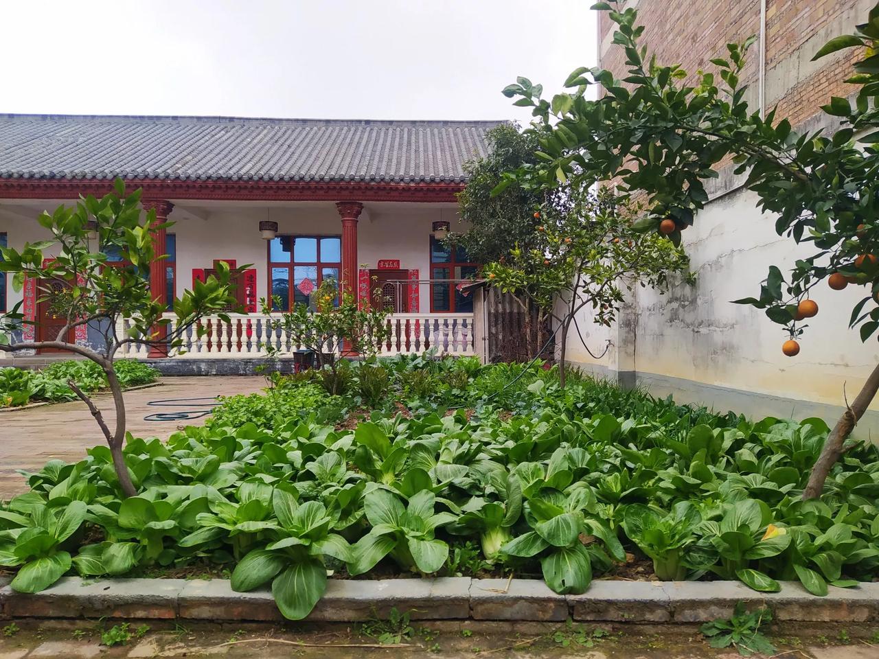 姑妈家的菜园，大冬天里也是绿意盎然，生机勃勃的白菜最为敦厚，一片片叶子向心收