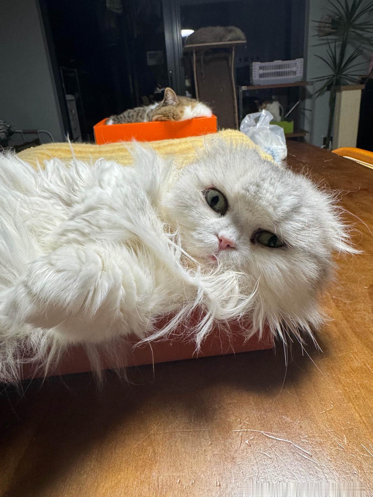 小猫咪也太凌乱了吧