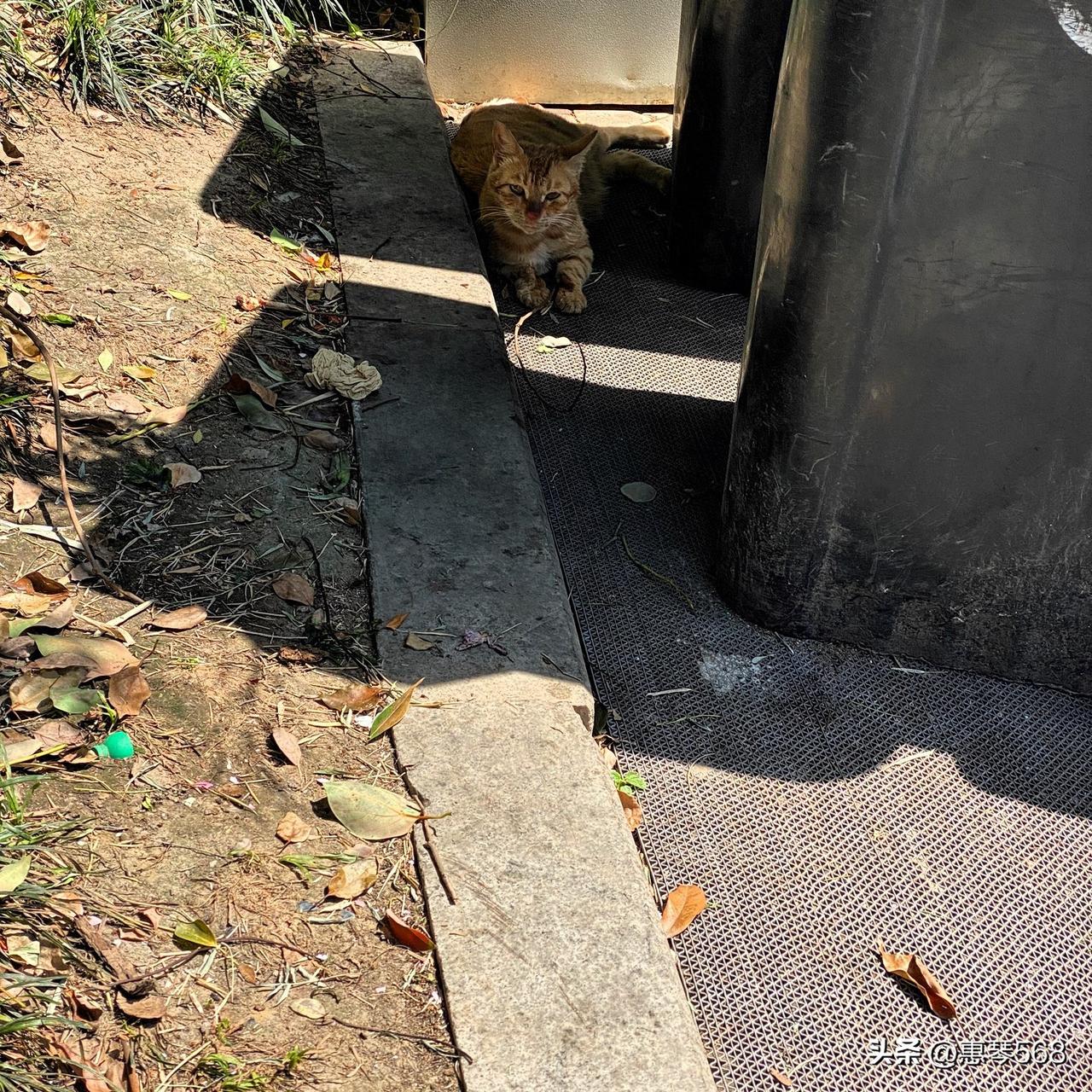 小区里有很多人在喂流浪猫，新来的保洁阿姨天天清理干净猫粮和水碗，恨得牙痒痒，她不