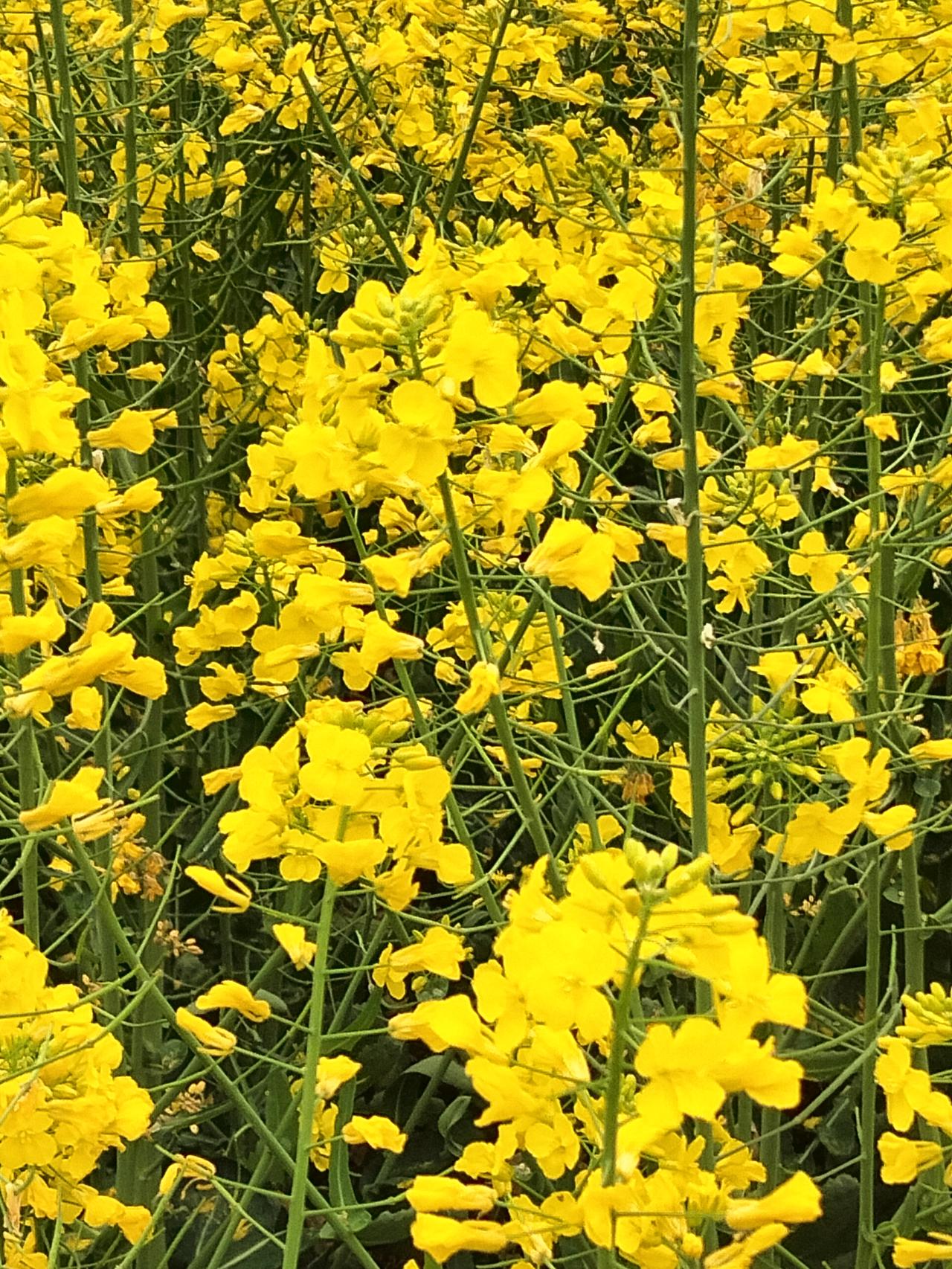 不用特意找景点，路边的金黄就足够治愈。随手拍春日氛围感油菜花