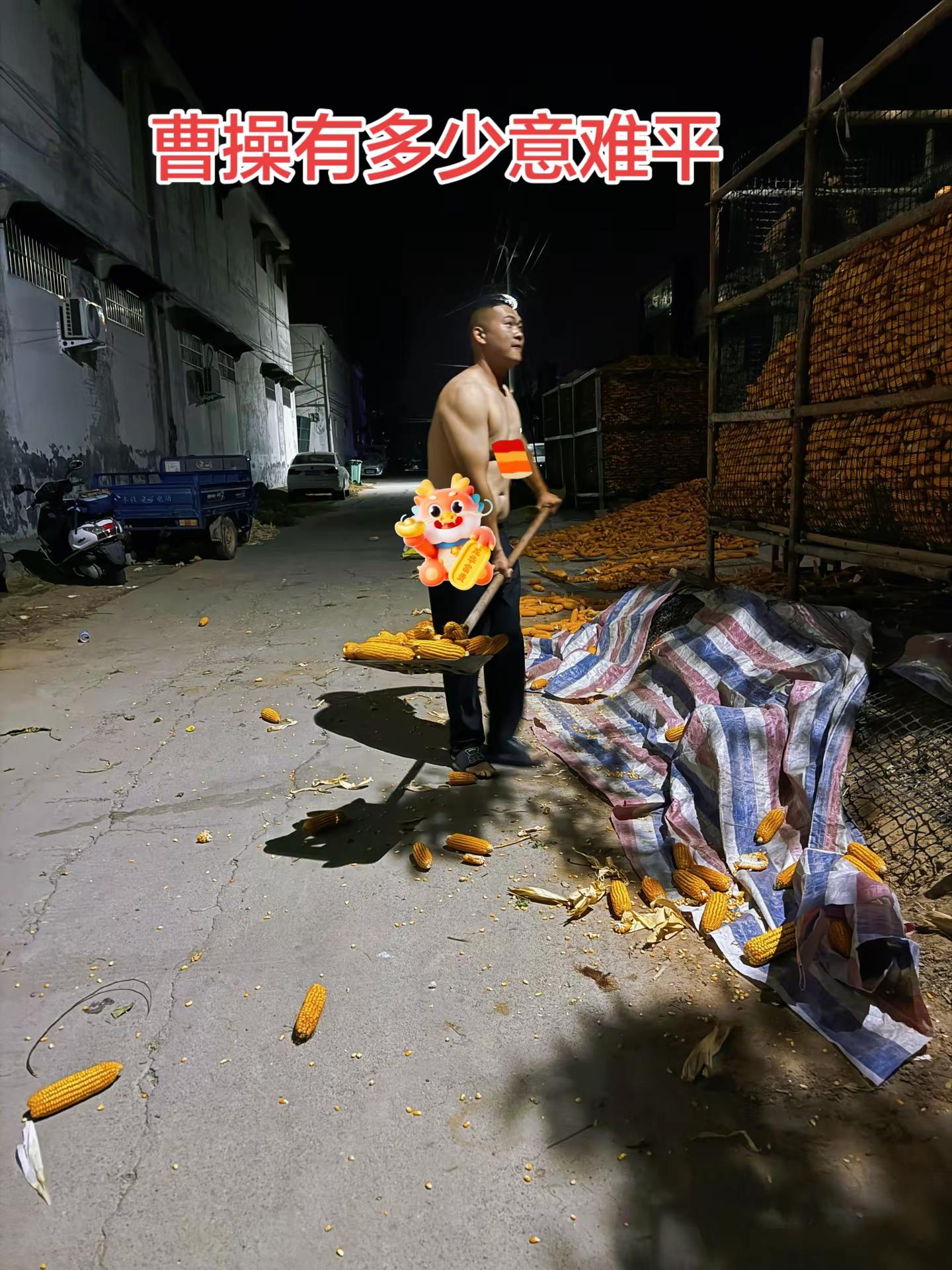 此刻的我大概知道了曹丞相的心酸与无奈三国演义曹操夜里掰玉米