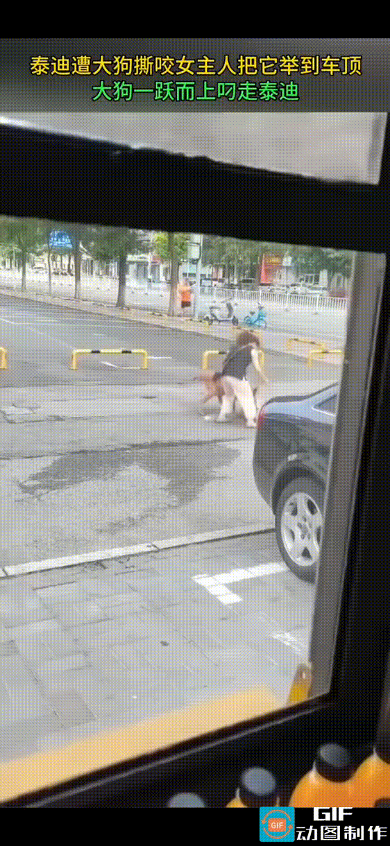 泰迪遭大狗撕咬，女主人为了保护爱犬，将吓得瑟瑟发抖的泰迪抱了起来。但大狗已经咬