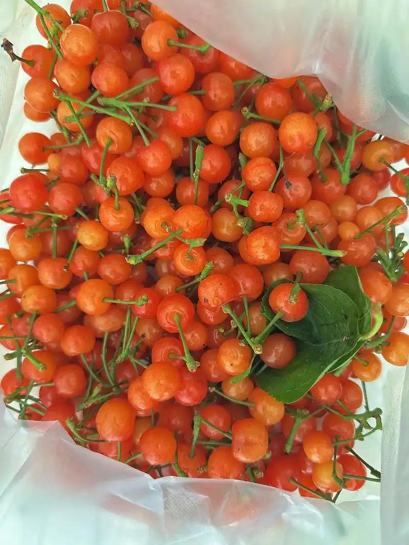 今天要离开成都这座美丽的城市了。早上，吃过饭以后，买了点成都当地的樱桃，和我