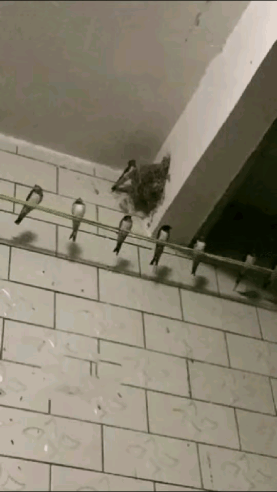 “太暖心了！”12月6日报道，河北，两只“老燕子”无力南飞，留在户主家过冬，没想