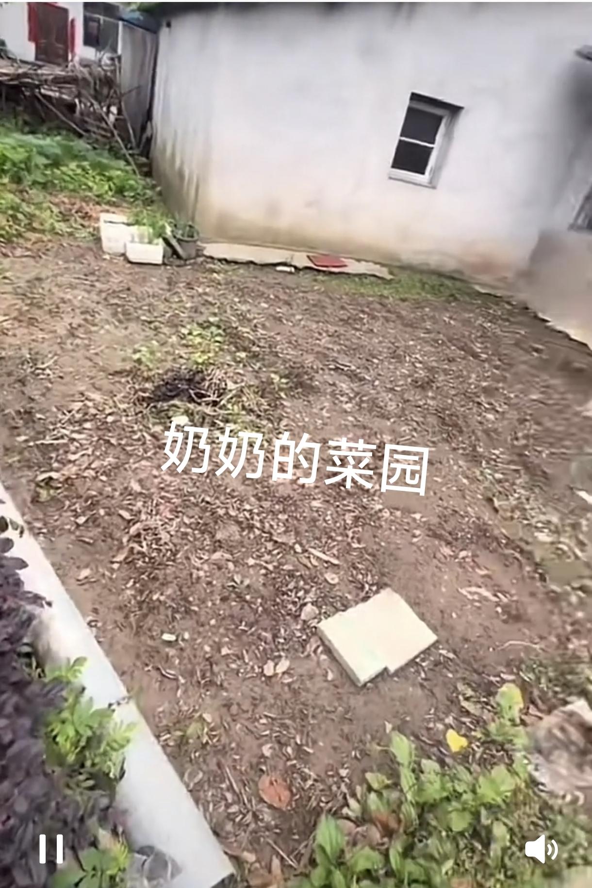 “笑不活了!”一名女生发视频分享，她的爷爷奶奶因种菜理念不合闹起了“土地分家”，