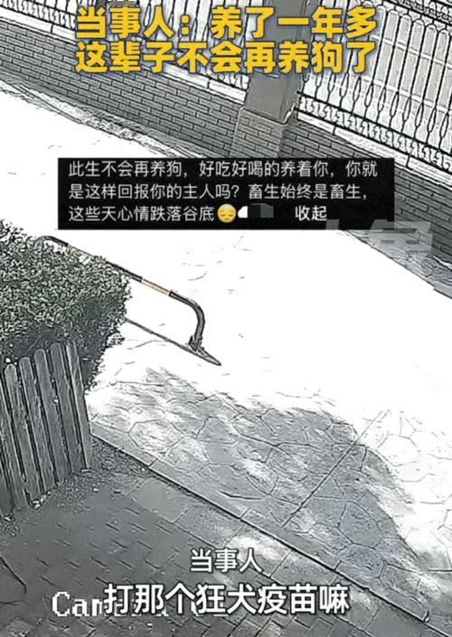 养了一年多的狗突然咬主人？不是狗子“白眼狼”，这细节很多人都忽略了万万没想到