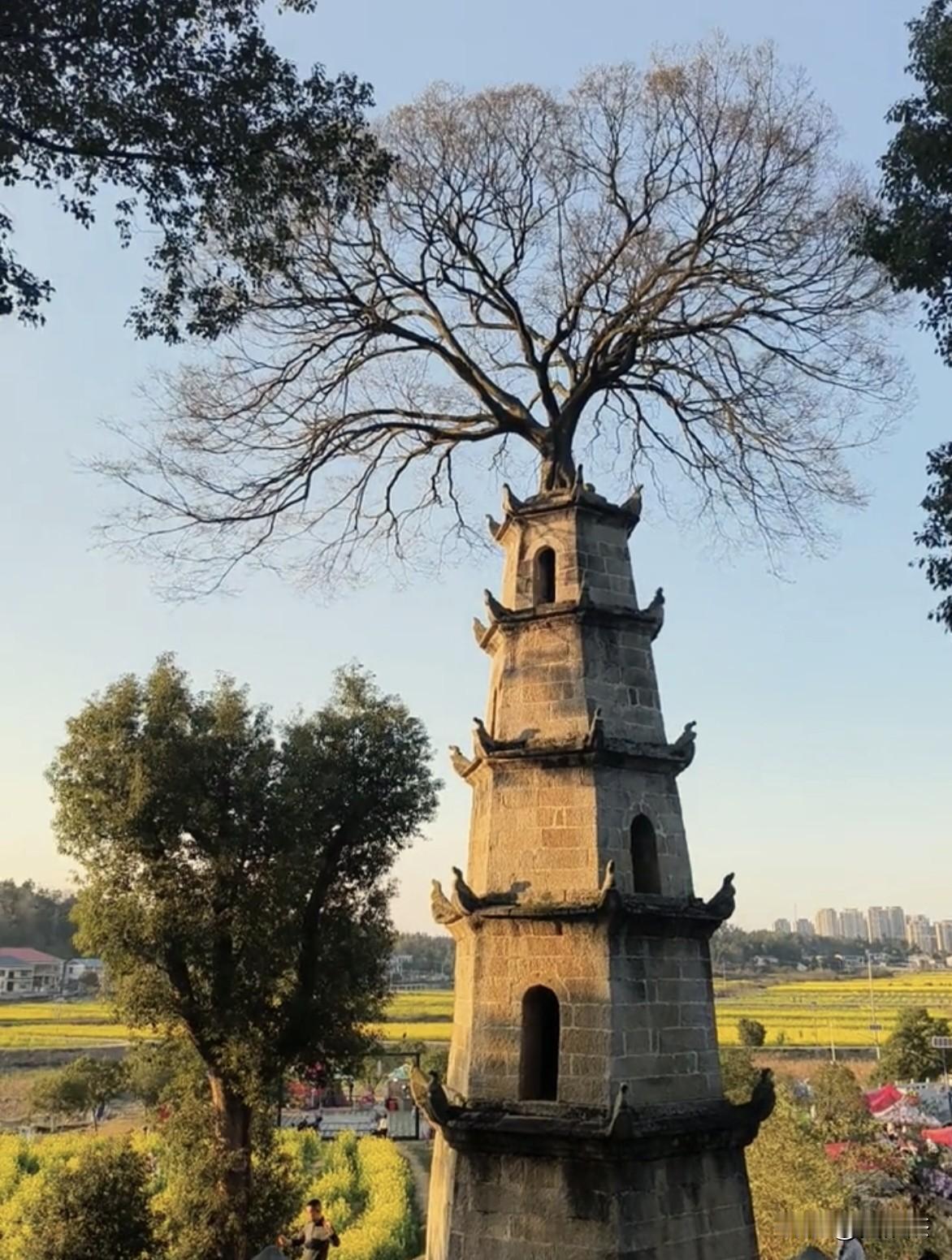 哪棵树震惊到你了？