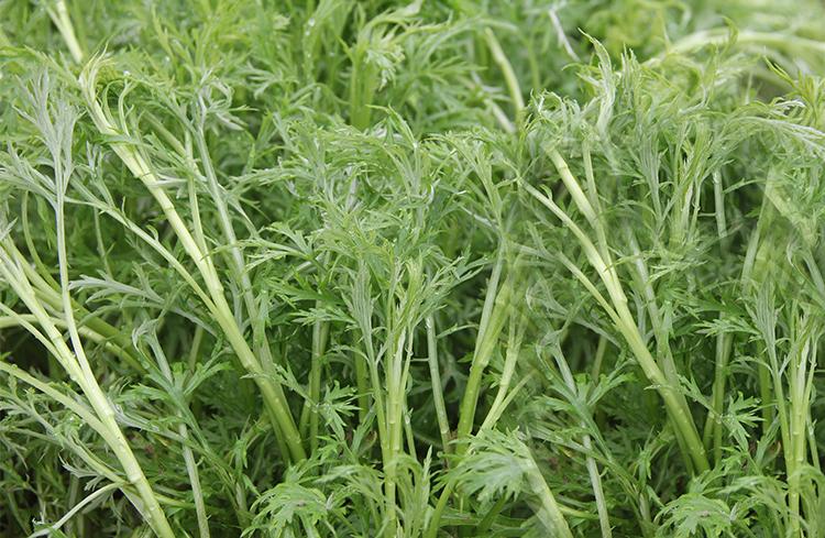 三九的菜清肝散寒还养胃现在吃正好。三九寒天一到，这9天是全年里最冷的日子