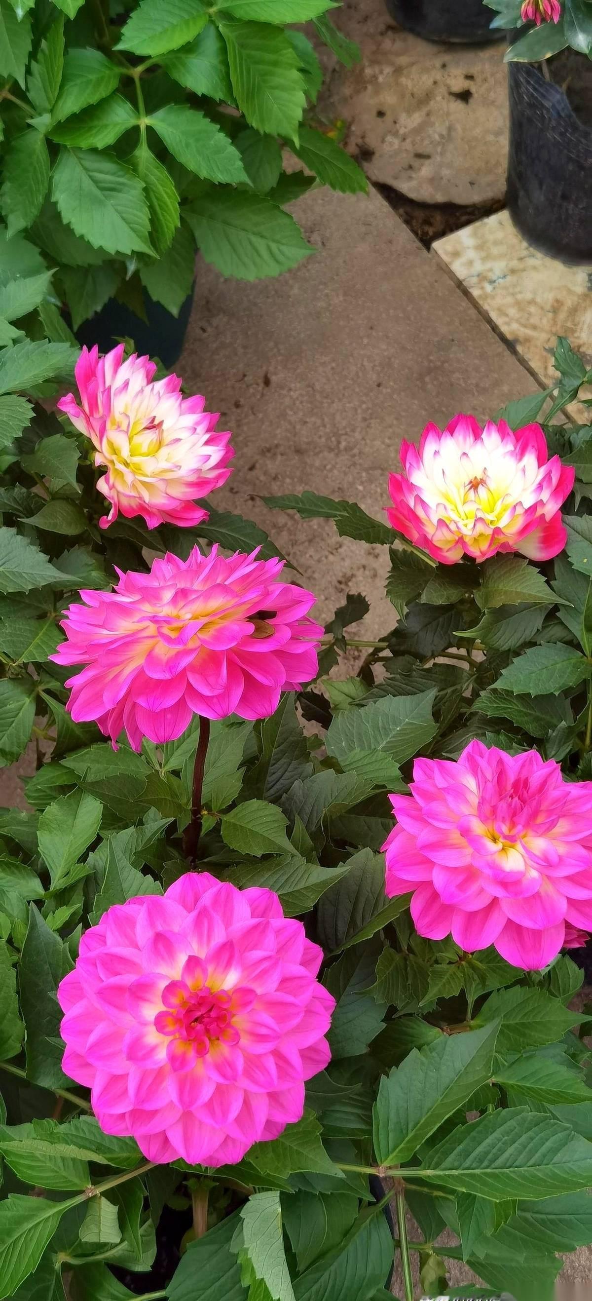 杠杆的口子，又要撕开了。周末一堆人跟打了鸡血似的，就因为那个“放宽券商资本”的