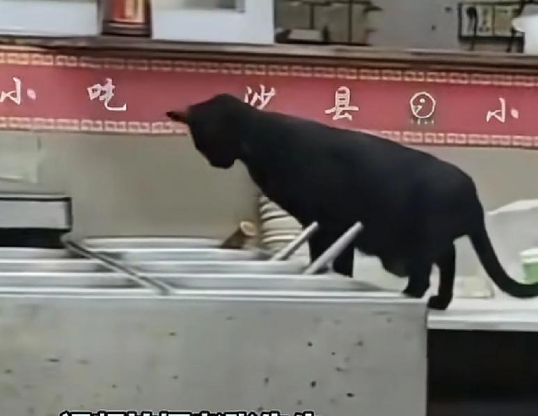 终于忍无可忍了广东东莞一家小吃店，有客人找到老板沟通说看到有猫在吃饭，店里面的