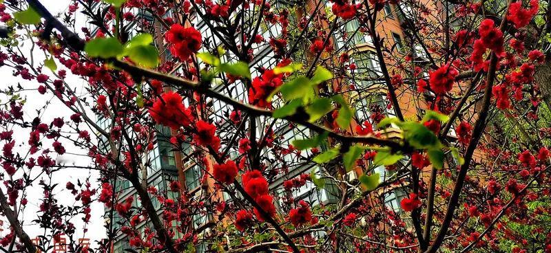 上联:红花满树春来早，邀君赐下联绿柳盈堤燕聚欢。