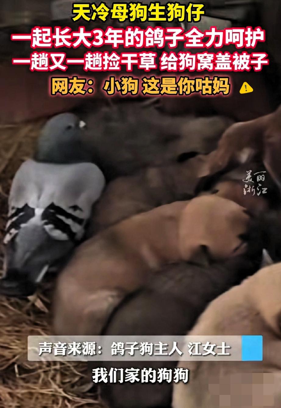 广东网友家的狗妈刚生崽，最忙的居然是一只鸽子！这“空中邻居”简直操碎了心，一