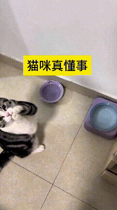 瞅瞅这猫咪也太通透懂事了吧！饿了不吵不闹，乖乖扒拉饭碗提醒主人，抬头眼巴巴望着咱