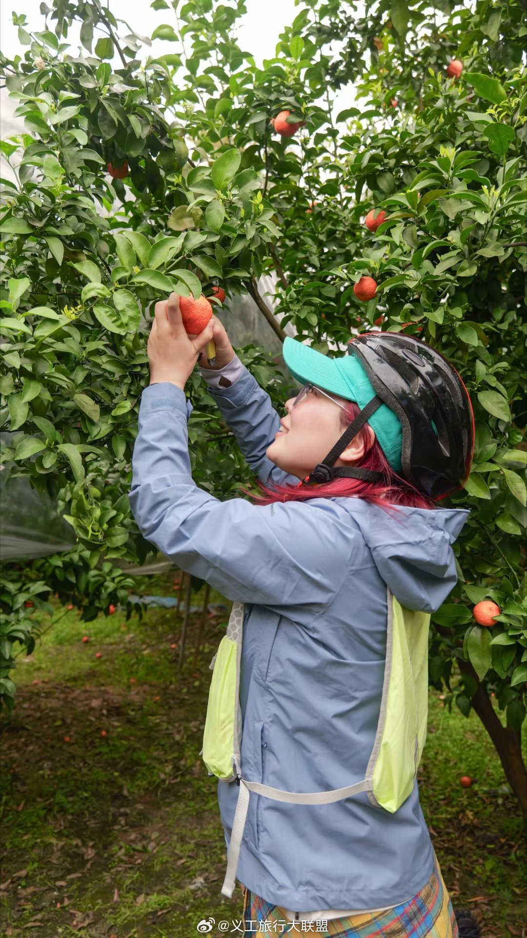 桂林旅行桂林阳朔的春天到了，油菜花已开，骑游山水间，摘果子！交通方便，桂林高铁?