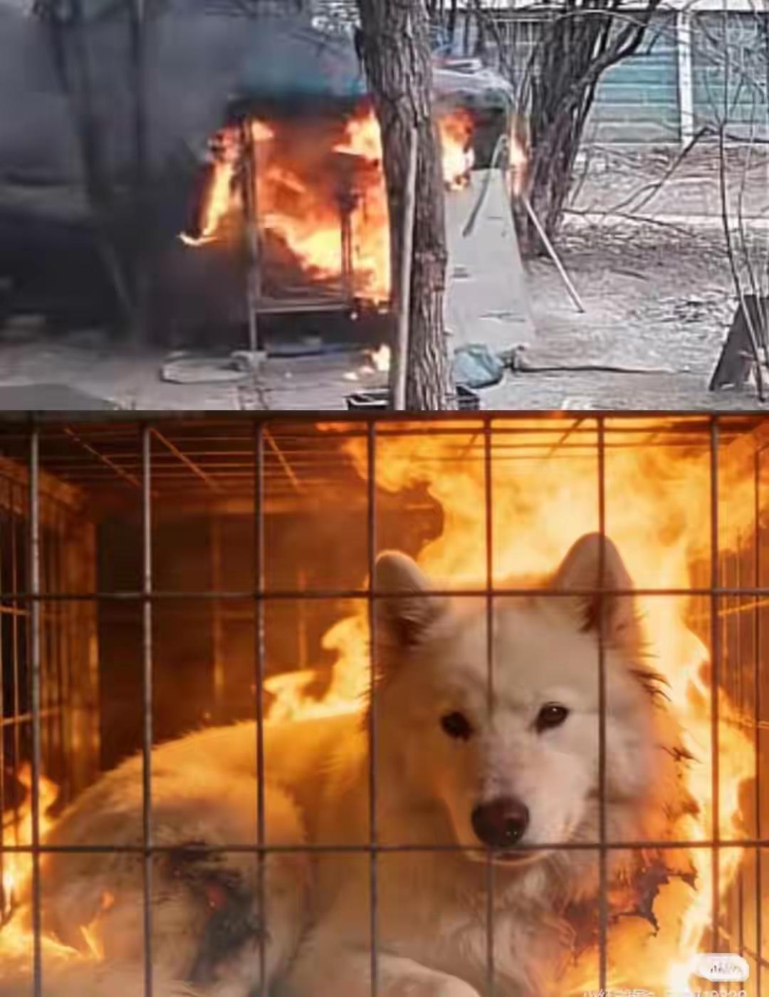 🥲江苏连云港“鞭炮烧狗笼”的事，只有“被害”萨摩耶🐶本身值得同情🥲