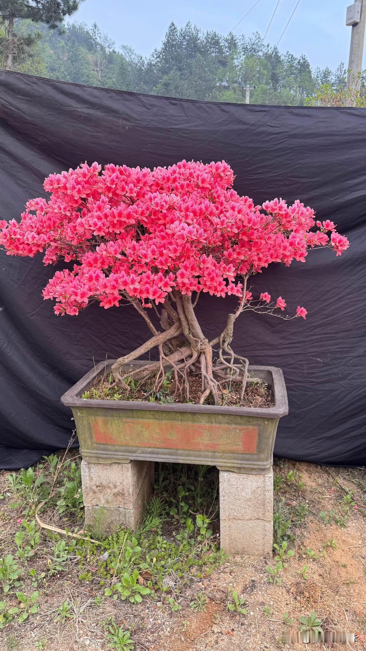 老桩映山红盆景根老桩老桩焕新芽