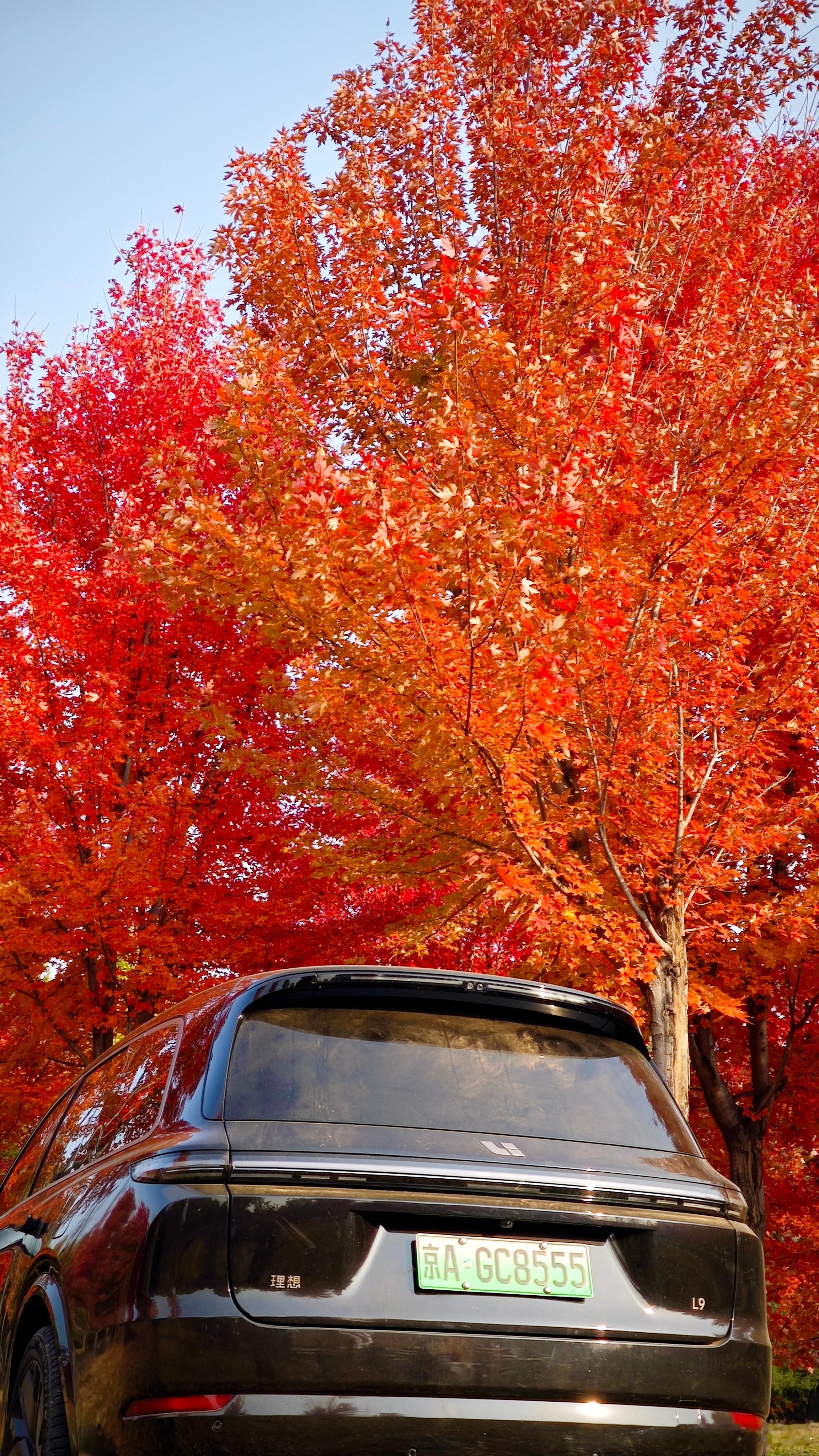 北京为期一周的“秋天”随手拍美景北京秋色​​​