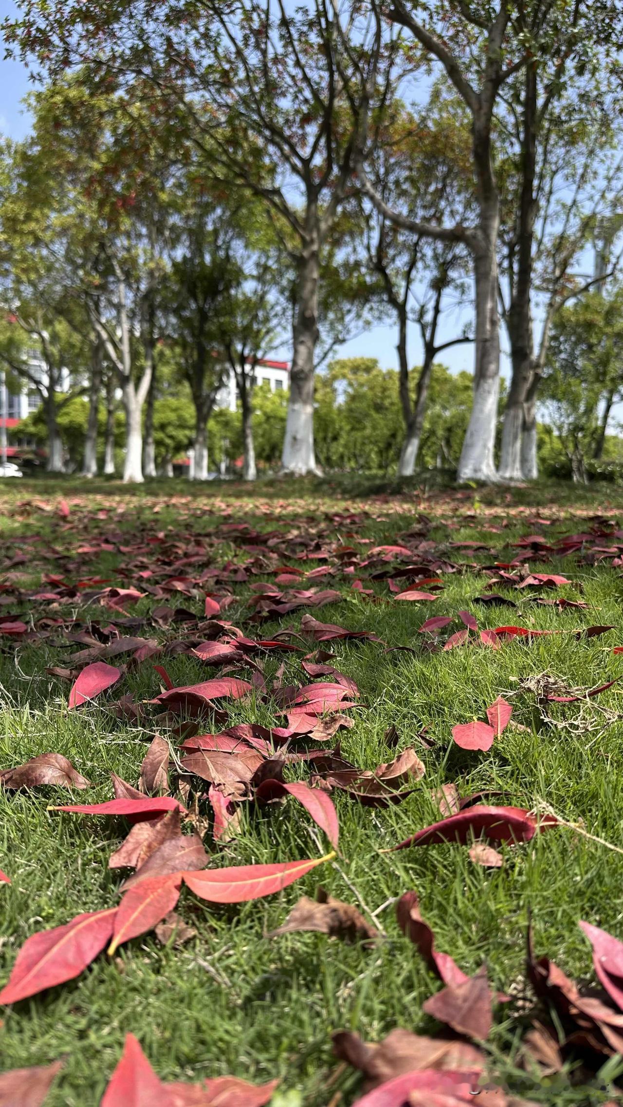 在苏州，谁能帮我出个主意，我要如何獨自順利地从无锡惠山把狗狗接回苏州？经过救