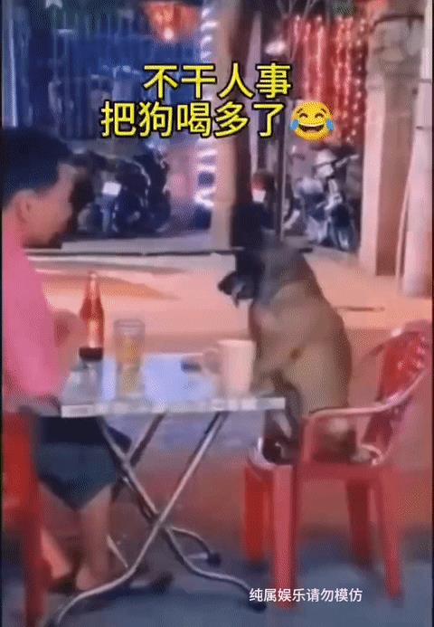 你可以怀疑它的酒量，但是不允许你怀疑它的狗品[哭哭]