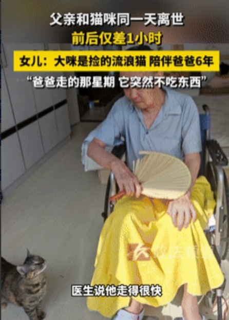 彻底解释不清了！山东烟台，一老人因病不幸去世，不料一个小时后，他养了6年的猫咪也