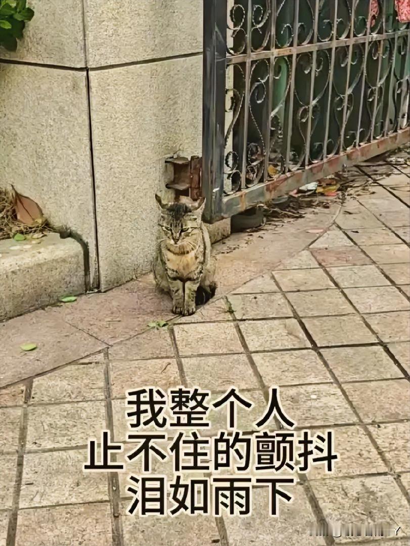 一场遗憾的相遇：狸花猫最后的温暖时光！11月29日上午，一位女子推开房门，发