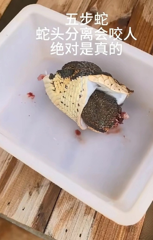 你能相信吗？蛇头哪怕被砍断，居然还存在攻击性！如图，绝非摆拍。有网友表示