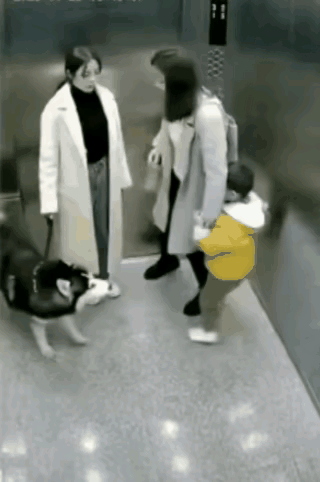 柔弱女子尽量别饲养大型犬，一旦它性情反转攻击他人，你根本控制不住。真搞不懂养这么